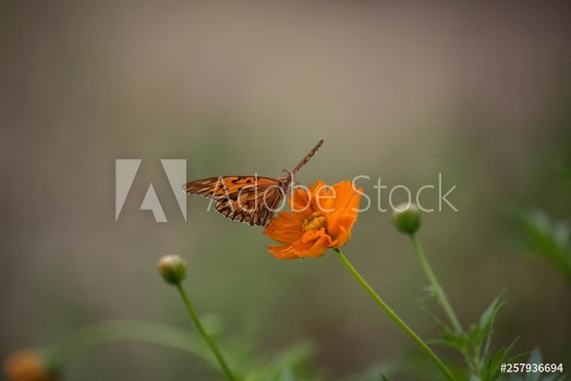 Bild på butterfly on flower